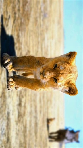 IMAX Animation on Instagram: "I did something terrible. Overview Simba, a young lion prince, flees his kingdom after the murder of his father, Mufasa. Years later, a chance encounter with Nala, a lioness, causes him to return and take back what is rightfully his. #animation #thelionking #thelionkingmovie"