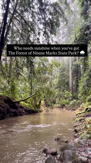 Anytime is the best time to visit The Forest of Nisene Marks State Park in Aptos. Be on the lookout for mud puddles, banana slugs and mushrooms this time of year 👀 plus the new bathrooms!! Parking is $8 and supports local state parks and beaches. | Friends of Santa Cruz State Parks