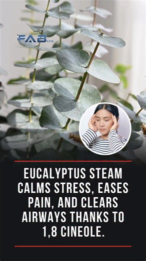 Inhalation of eucalyptus oil, rich in the compound 1,8 cineole, has been shown to produce measurable physiological and neurological effects. Clinical research demonstrates that inhaling eucalyptus oil can significantly reduce pain, lower blood pressure, and improve subjective well-being, likely through modulation of the autonomic nervous system and reduced sympathetic stress response. PMID: 24472765 Cineole is also well documented as a natural decongestant that improves airflow and reduces nasal