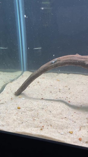 Funny Turtle Tank Setup and Care Tips