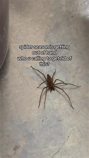 Spider Season Getting Out of Hand? Who to Call for Removal