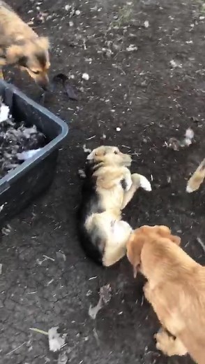 HAPPY_DOLLY (@happy_dolly_)’s videos with оригинальный звук - HAPPY_DOLLY