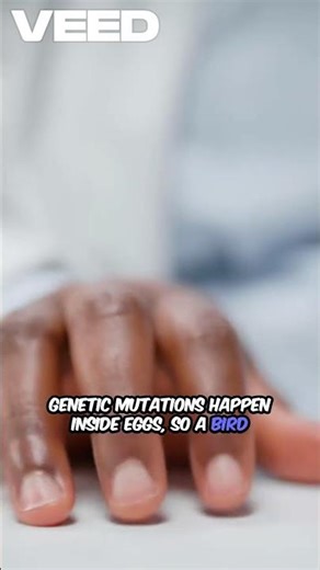 Hen or Egg? The Answer | Boss Educates