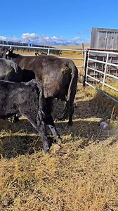 66K views · 617 reactions | The Albino calf isn't as big as you all thought it would be and the cow looks great. #albino #cow #ranch ##ranchlife | 1HandnFarming | Facebook