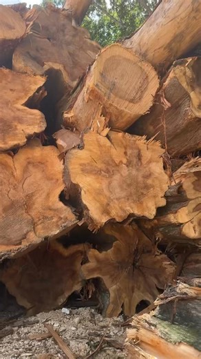 1.1K views · 351 reactions | Calling all loggers — we’re in the market for cypress logs! If you’ve got ‘em, we want ‘em. What we offer: 蝹 Fast unloading 蝹 Weekly pay 蝹 Truck scales on-site 蝹 We accept tree length logs Ready to sell? Give us a call at (205) 413-8442! | Summertown Metals | Facebook