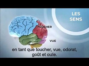 Comprendre la perception sensorielle