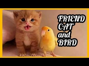 CAT and BIRD - PLAYFUL CAT and BIRD - FRIEND CAT and BIRD - FUNNY PARROTS and CATS COMPILATION