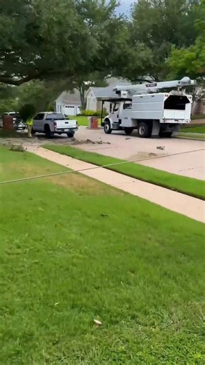 This comes with tree work 🌳🌳 #squirrel #treeservice #trees #woodworking #wood | Janny Tree