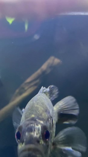 Failed DIY Minnow Trap Experiment