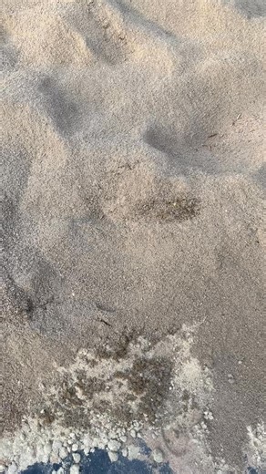 Pour faire briller le potentiel de vos moutons, la génétique seule ne suffit pas 🐑✨ Ce qui fait vraiment la différence, c’est la qualité de l’aliment que vous leur donnez, jour après jour. Un bon aliment doit être équilibré et complet, c’est-à-dire contenir : ✅ Protéines (croissance, muscles, lait) ✅ Fibres (digestion, rumen en bonne santé) ✅ Énergie (croissance, reproduction, vitalité) ✅ Minéraux & oligo-éléments (calcium, phosphore, sel, cuivre contrôlé, sélénium, zinc…) ✅ Vitamines essentiel