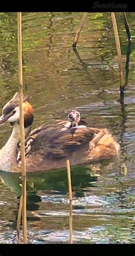 Dad bought a fish 3rd time 20240603 Great crested #grebe #Nature v10