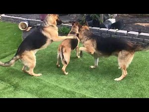 German Shepherd in heat