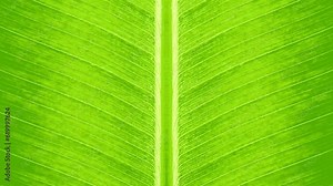 Banana Leaf Pattern Background Loop Animation