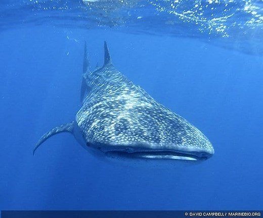 Whale Sharks | MarineBio Conservation Society