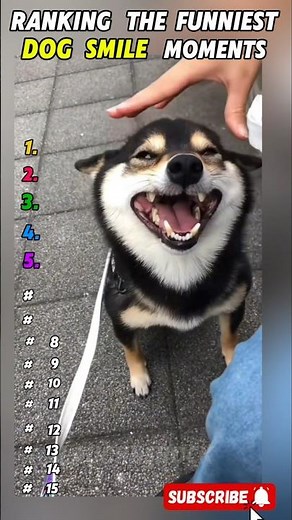 Ranking the Funniest Dog Smile Moments | Top 15