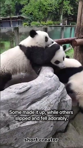 The Cuteness of Panda Cubs Playing Together | Adorable and Entertaining Antics #shorts #panda #funny