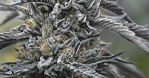 Buy Black D.O.G. - Humboldt Seeds