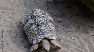 Hermann's tortoise Testudo hermanni . Testudo hermanni can be found throughout southern Europe