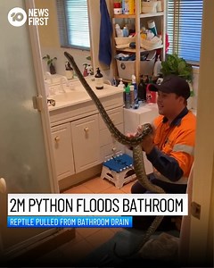 252K views · 503 reactions | BLOCKED DRAIN TURNS OUT TO BE 2M PYTHON Bathroom flooding during a shower sent a Tarragindi family looking down the drain... only to find a beady black eye staring back! Turns out a 2m coastal carpet python had made their drain home and wasn't making plans on moving out anytime soon. Bryce from Snake Catchers Brisbane & Gold Coast 0413 028 081 was called in to help the big fella on his way! | 10 News Queensland | Facebook