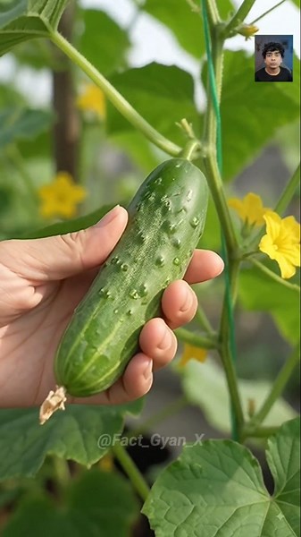 🌱 5 Amazing Vegetable Gardening Ideas You Can Try at Home! 🤯🥬 #shorts