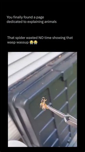Explaining All Animals on Instagram: "Follow @explaining.animals to learn everything about animals one post at a time 🧠🔥 The spider’s interaction with its prey is one of nature’s most intricate survival mechanisms. With remarkable engineering skill, it spins a web made of silk stronger than steel of equal thickness, designed not only as a home but as a sophisticated trap. Every strand carries sensory information — a delicate signal system that alerts the spider to movement, weight, and even th