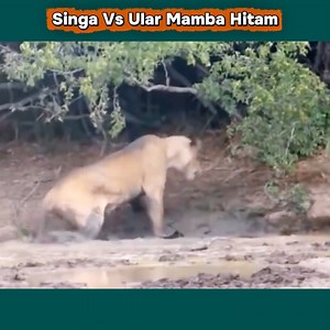 Singa Vs Ular Mamba Hitam | Salsa con Guss