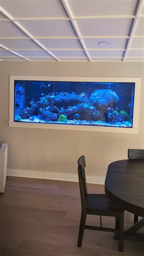 600g update by Nemo's reef. #saltwateraquarium #reefaquarium #fishtank #reeftank #nemosreef saltwatertank joeglasscages glasscagesllc glasscages customaquarium customaquariums aquarium reefersdaily reefaddict reefaddiction reefpackworldwide reeftanksofinstagram coraltank reeftank reefaddict reeftanksofinstagram reeftankbuild reeftankaddiction customreeftank aquarium fishtank furniture nature saltwateraquarium rocks aquascape reefaquarium reeftank | Nemo's Reef