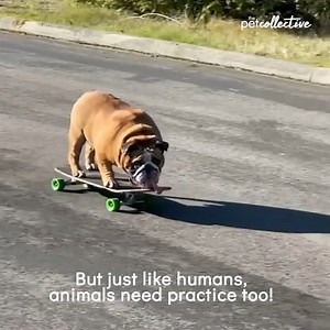 8.7M views · 5.8K reactions | You have NEVER seen a dog skateboard like this before!! | Try Not to Laugh | Facebook