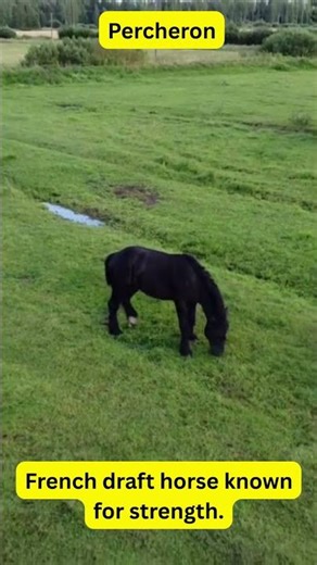 Domestic Animals of the World – Percheron