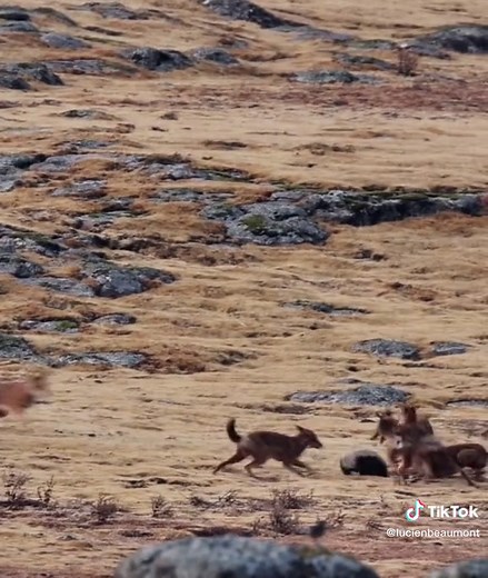 Ethiopian Wolves vs Honey Badgers: Rare Wildlife Encounter