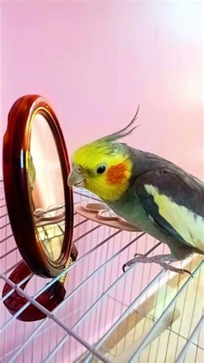 Cockatiel Singing Songs | Cute Bird Whistling and Mimicking Music ( shorts) #birds #birdsong