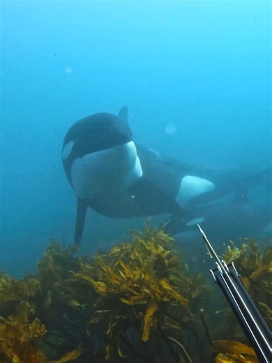 Stay calm... Stay calm 😳 Quinn Smithspearo kept his cool when a curious mother Orca and her calf came to say hello.🏆 $500 GoPro Award 👉 https://t.co/H3ZaAJ73rF#GoPro #Orca #Whale #Encounter #Wildlife