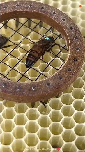 Why Beekeepers Always Mark the Queen