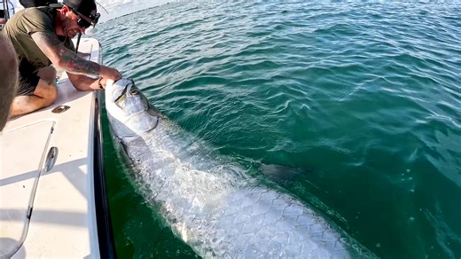 Why winter tarpon off Florida might be the best bite on earth