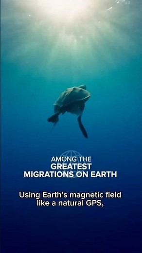 🐢 Sea Turtles’ Incredible 10,000 km Ocean Migration pt 2 #shorts #vfx #turtle