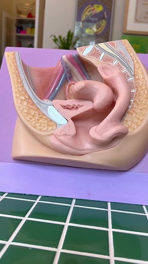 Menstrual Disc Basics