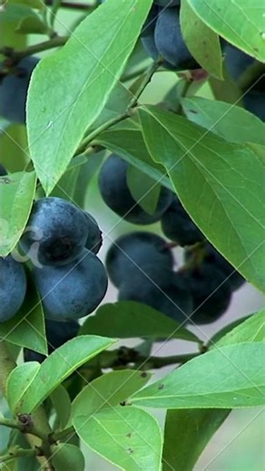 Blue Color for Kids 💙 | Learn Colors in Hindi and English | Kids Learning Video #shorts