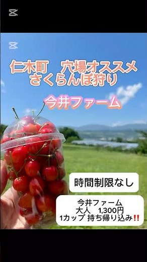 仁木町さくらんぼ狩り穴場🍒