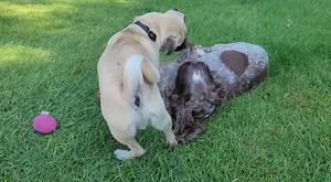 A little Gus (pug) update…who arrived here at 24 hours old. His foster mum has worked round the clock hand rearing him to ensure his survival…and just look at him now ❤️ This lucky chap has been adopted by his foster mum 🐾 | South East Dog Rescue