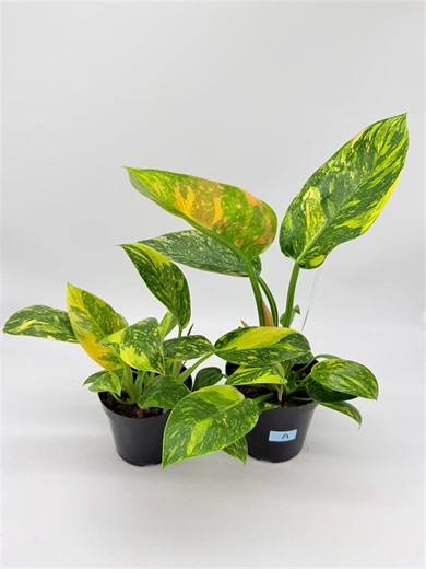 Philodendron Green Congo Variegated - Etsy