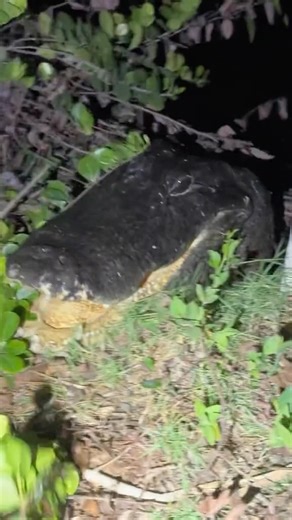 Garrett Galvin on Instagram: "Looking for a 20 foot python! #everglades#wildlife#naturephotography#nature#swamp#florida#crazy#alligator#crocodile#funny#python#snake#toad#yoink#instagram#reels#animals"