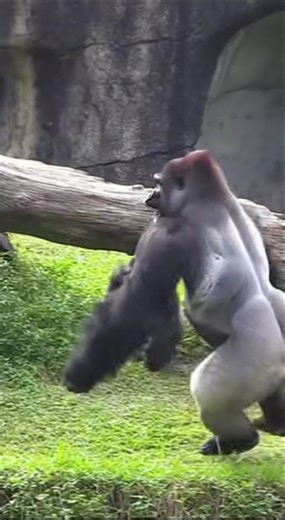 Gorilla prank: Ghost mask. #funny #gorilla #fyp #zoo