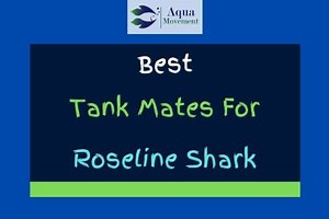 13 Roseline Shark (Denison Barb) Tank Mates (With Pictures)