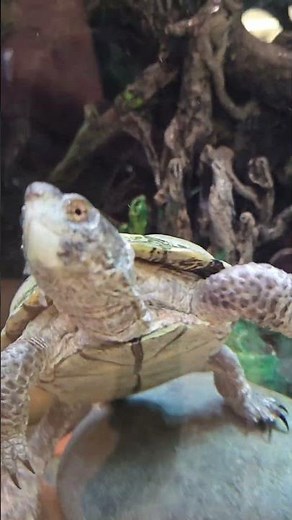 Checked out the Razor-backed Musk Turtle 🐢 Vi de cerca a la tortuga almizclera de espalda afilada 🐢