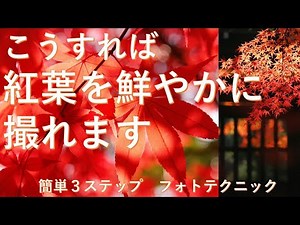 紅葉を鮮やかに撮る、簡単ワンポイント撮影テクニック！