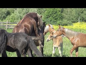 Jealous Mare Chases Stallion Away from Other Mares | 🐎 Horse Behavior