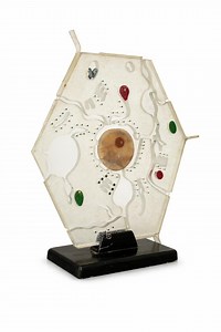 Vintage School Plant Cell Model - Etsy