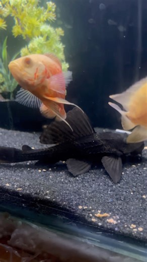 ❤️ #arowana #aquarium #fishkeeping #aquascape #viral #fishshorts #trending #guppyfish #breeding #og