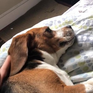 21K reactions · 4.1K shares | Winnie has NIGHT TERRORS from her past of being EXPERIMENTED on. We rescued Winnie, and now YOU can help us rescue more victims of animal testing! Winnie now lives at the ROC and her night terrors happen less frequently, but she is still traumatized from the horrific testing that was done to her! Please help us reach our Giving Tuesday goal and click the Donate button on this post to help us save more beagles like Winnie! | Beagle Freedom Project | Facebook