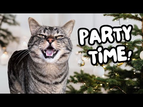 Surprising My Cats With A GIANT Christmas Tree